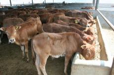 肉牛发展行情 肉牛养殖 牛犊价格