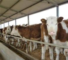 现在活牛市场多少钱斤 小牛犊多少钱一头