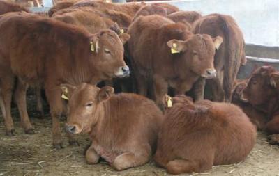 怀孕母牛多少钱一头 肉牛养殖牛犊价格