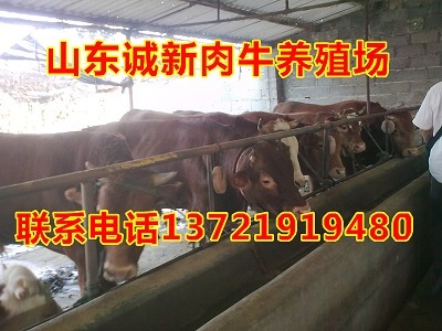 养殖肉牛利润多少钱