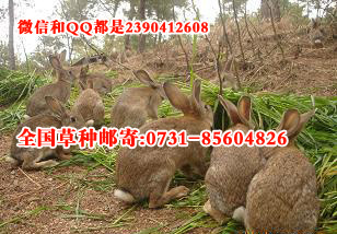 思麻兔野兔獭兔肉兔养殖适合的牧草种植