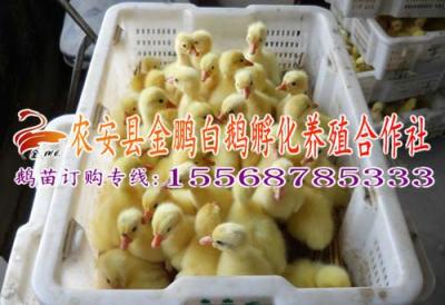 山東鵝種蛋 鵝蛋 鵝蛋批發(fā) 農(nóng)安縣金鵬鵝業(yè)