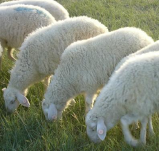 厂家批发育肥羊预混料