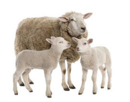 哺乳母羊5%复合预混料