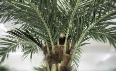 厂家定制别墅园林大型仿真椰子树景观设计