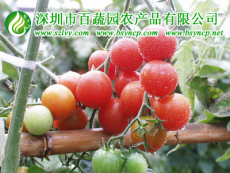 深圳专业蔬菜配送公司