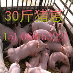 山東豬苗哪家便宜 山東仔豬最新價格