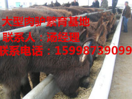 汉中改良肉驴价格改良肉驴养殖场改良驴报价
