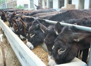 汉中改良肉驴价格改良肉驴养殖场改良驴报价