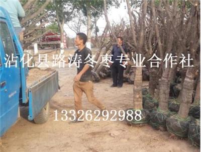 淄博冬枣树苗存活率