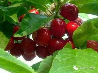 山西櫻桃樹供應