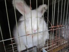 肉兔-种兔价格 獭兔品种 兔舍建设
