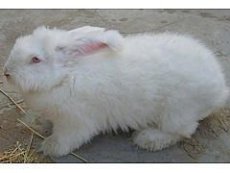 回收商品兔 獭兔皮毛 长毛兔价格