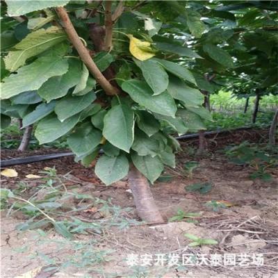 嫁接櫻桃苗價(jià)格 櫻桃苗批發(fā) 櫻桃苗報(bào)價(jià)