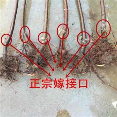 嫁接櫻桃苗價(jià)格 櫻桃苗批發(fā) 櫻桃苗報(bào)價(jià)
