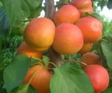 杏树苗价格杏树苗批发杏树苗品种杏树苗基地