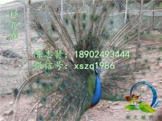广东孔雀养殖场-面向全国出售孔雀苗