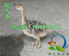 廣東鴕鳥苗全年出售-廣東哪里有鴕鳥苗出售