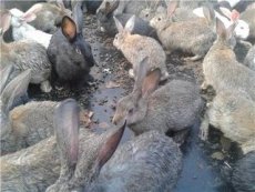 养殖野兔利润 野兔价格咨询 杂交野兔价