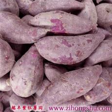 2016年紫薯种批发 赠送紫薯种植技术