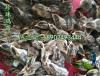 贵州珍珠鸡苗-铜仁-六盘水珍珠鸡种苗提供商