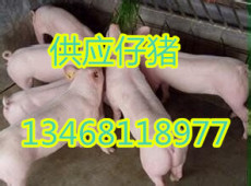 山东三元仔猪养殖场供应仔猪行情价格