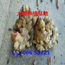 山东大型生姜种子批发基地姜种上市价格