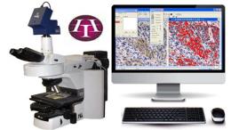 显微成像分析系统 显微图像 生物显微图像