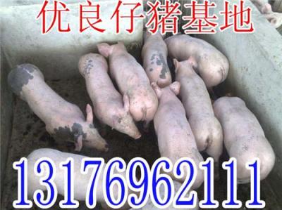 山東三元仔豬苗豬價(jià)格低