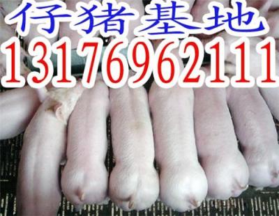 山東三元仔豬最新價(jià)格行情