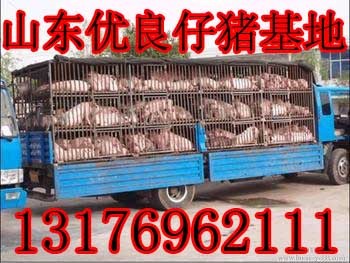 山東三元仔豬最新價(jià)格行情