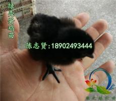 贵州绿壳蛋鸡苗-贵州五黑一绿蛋鸡苗有批发