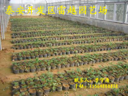 泰安雷越供應(yīng)草莓苗