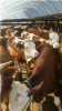 吉林肉牛价格/品种牛/2014年牛价格