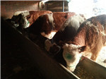 大型肉牛养殖/最新肉牛价格/西门塔尔 牛
