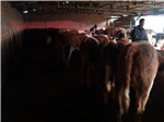 最新肉牛价格/犊牛的价格/牛犊养殖基地