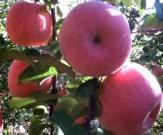 供应大量富士苹果苗 长 短枝苹果苗价格