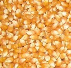 求购 玉米 高粱 小麦 大米 糯米 碎米