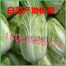 山東菊錦白菜批發價格