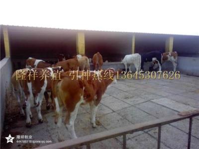 西门塔尔牛养殖场 肉牛犊 西门塔尔牛养殖效