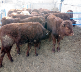 山西省图强肉牛养殖场常年出售各品种肉牛